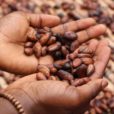 Commercio equo solidale Fairtrade Iswari
